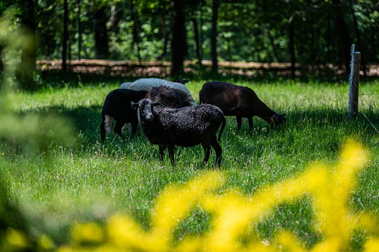 Chata Jarzebata Wisła Dış mekan fotoğraf
